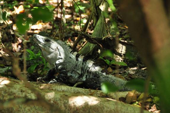 Iguana em Half Moon Caye, perto do Blue Hole, na grande barreira de corais, em Belize